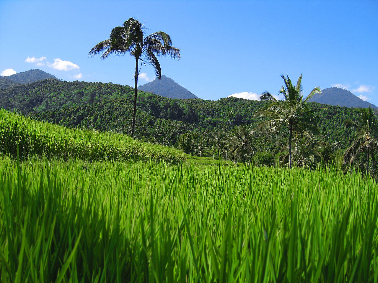 Kurzinfo Bali Foto Sehenswürdigkeit  