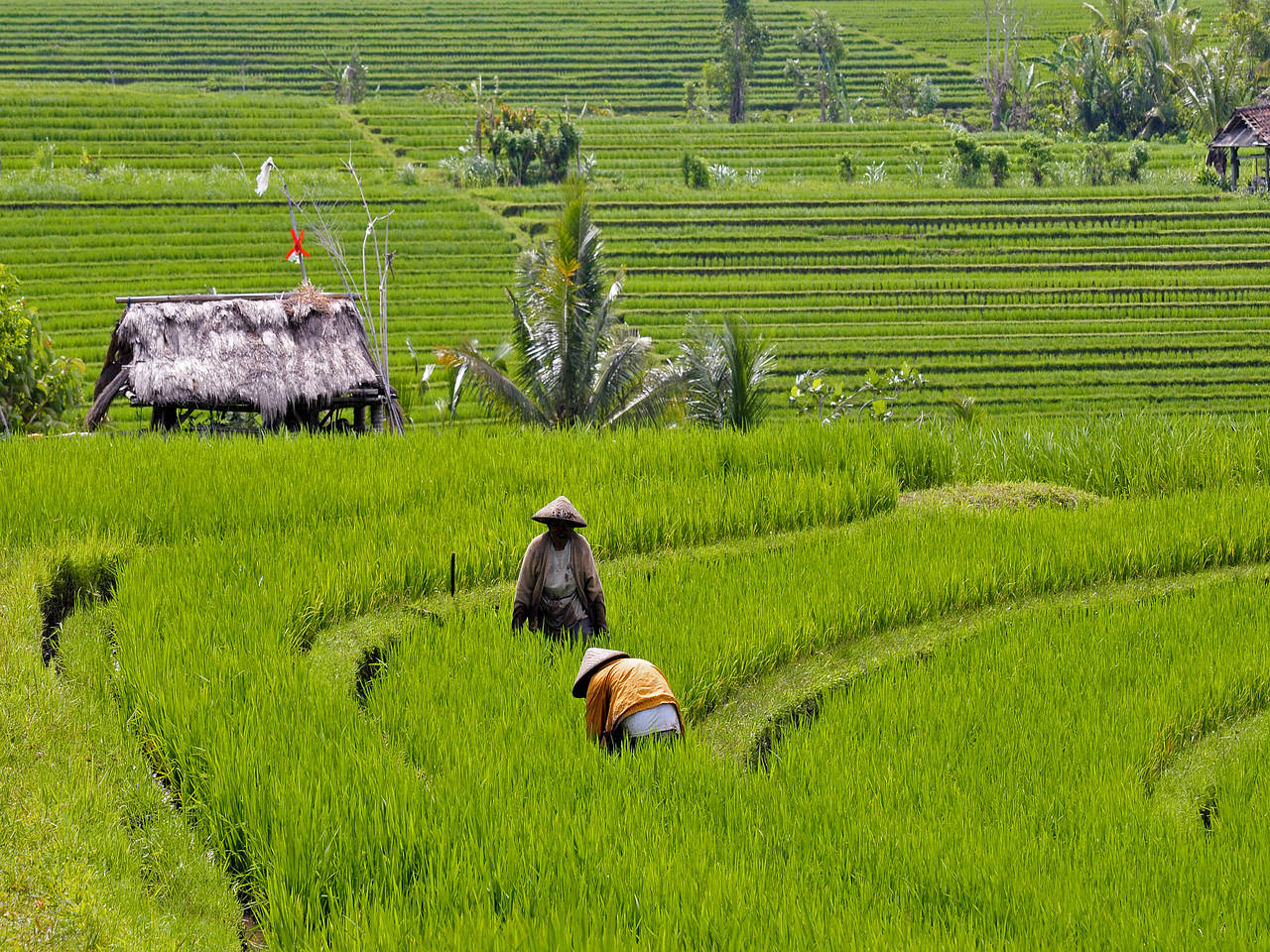 Ubud Fotografie Sehenswürdigkeit  auf Bali 