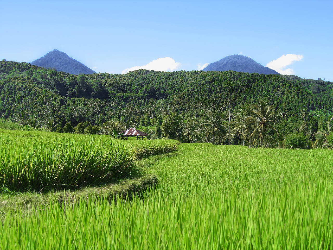 Tenganan Foto 